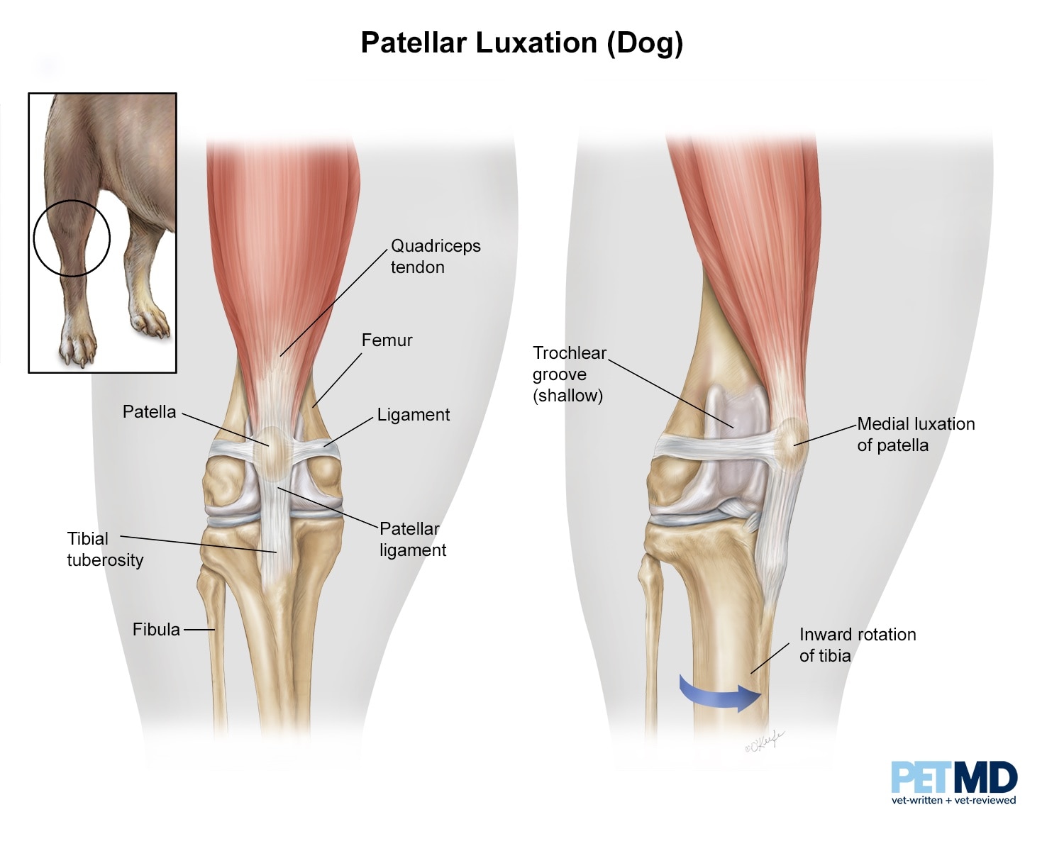 luxating-patella-in-dogs-knee-dislocation-symptoms-causes